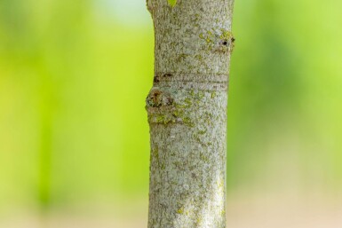 Liquidambar styraciflua 'Gum Ball' Halbstamm