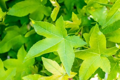 Liquidambar styraciflua 'Gum Ball' Halbstamm