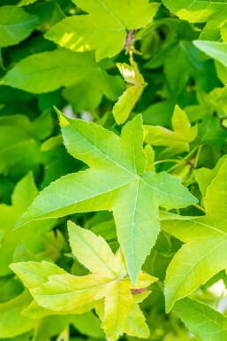 Liquidambar styraciflua 'Gum Ball' Halbstamm