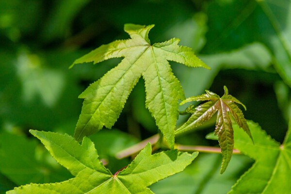 Liquidambar styraciflua Spalierbaum