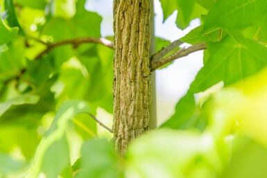 Liquidambar styraciflua Spalierbaum 12/14 190cm Stamm 150b x 120h