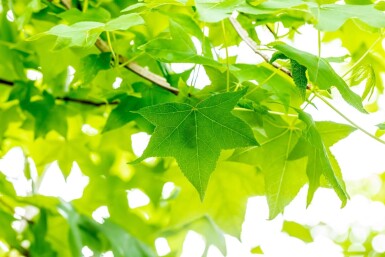 Liquidambar styraciflua Spalierbaum 12/14 190cm Stamm 150b x 120h
