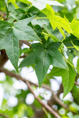 Liquidambar styraciflua Spalierbaum 12/14 190cm Stamm 150b x 120h