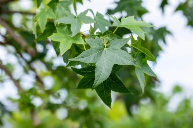 Liquidambar styraciflua Spalierbaum 12/14 190cm Stamm 150b x 120h