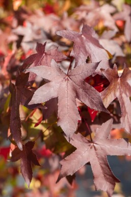 Liquidambar styraciflua Spalierbaum 12/14 190cm Stamm 150b x 120h