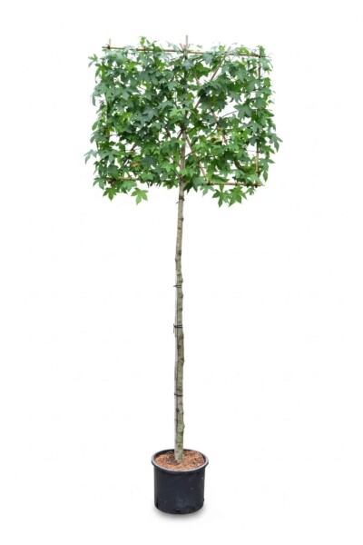 Liquidambar styraciflua leiboom