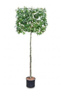 Liquidambar styraciflua leiboom 10/12 120cm stam 150b x 120h