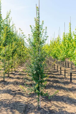 Acer campestre Stammbusch 10/12