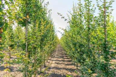 Acer campestre Stammbusch 10/12