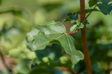 Acer campestre Stammbusch 10/12