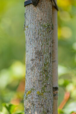 Acer campestre Stammbusch 10/12