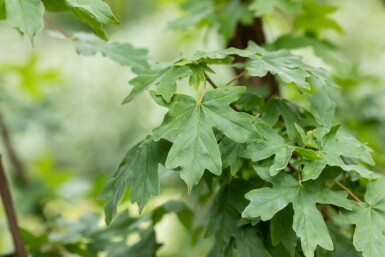 Acer campestre Stammbusch 10/12