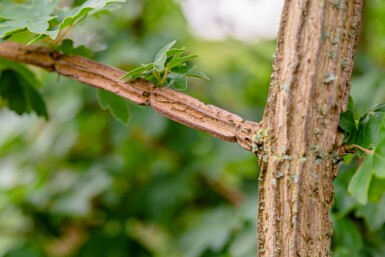 Acer campestre Stammbusch 10/12