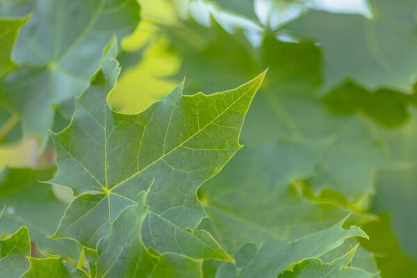 Acer platanoides 'Cleveland' Stammbusch