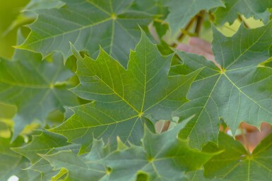 Acer platanoides 'Cleveland' Stammbusch 12/14