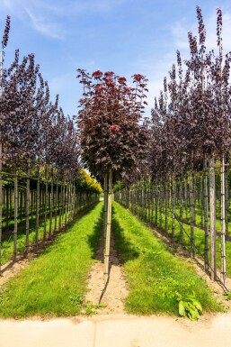Acer platanoides 'Crimson Sentry' Kugelförmig 6/8 225cm Stamm
