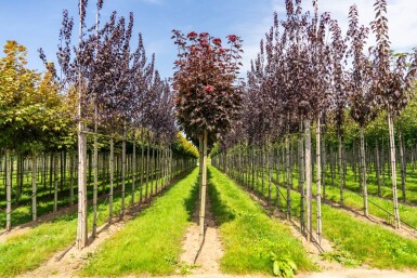 Acer platanoides 'Crimson Sentry' Kugelförmig 6/8 225cm Stamm
