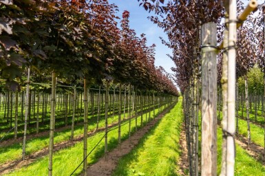 Acer platanoides 'Crimson Sentry' Kugelförmig 6/8 225cm Stamm