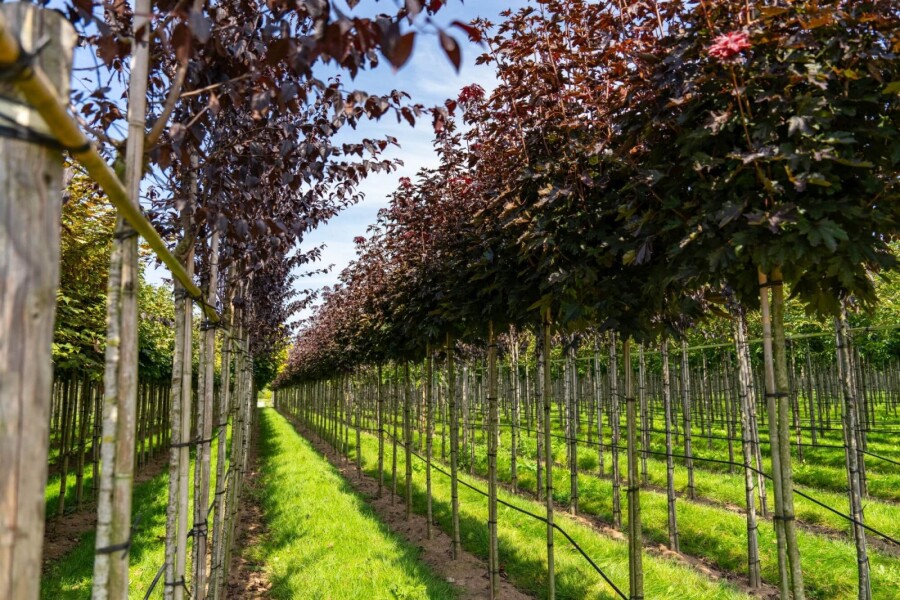 Acer 'Crimson Sentry' BO 6/8 225 P/K Acer platanoides 'Crimson Sentry' Kugelförmig 6/8 225cm Stamm