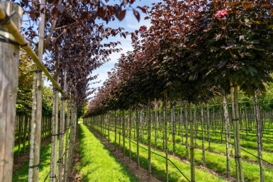 Acer platanoides 'Crimson Sentry' Kugelförmig 6/8 225cm Stamm