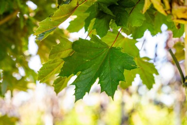 Acer platanoides 'Crimson Sentry' Kugelförmig 6/8 225cm Stamm