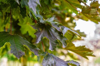 Acer platanoides 'Crimson Sentry' Kugelförmig 6/8 225cm Stamm