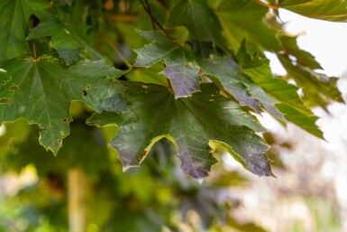 Acer platanoides 'Crimson Sentry' Kugelförmig 6/8 225cm Stamm