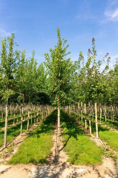 Acer tataricum subsp. ginnala hoogstam Acer tataricum subsp. ginnala hoogstam