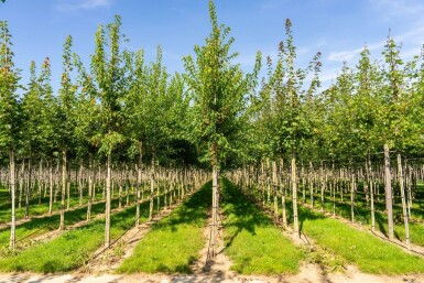 Acer tataricum subsp. ginnala Hochstamm 10/12
