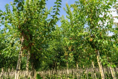 Acer tataricum subsp. ginnala Hochstamm 10/12