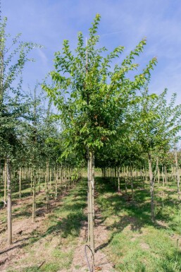 Acer tataricum subsp. ginnala Hochstamm 10/12