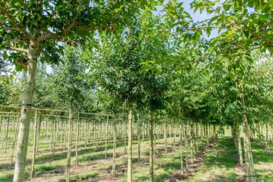 Acer tataricum subsp. ginnala Hochstamm 10/12