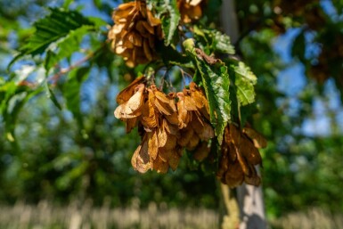 Acer tataricum subsp. ginnala Hochstamm 10/12