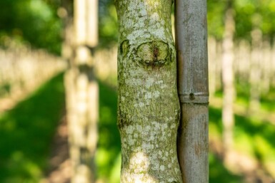Acer tataricum subsp. ginnala Hochstamm 10/12