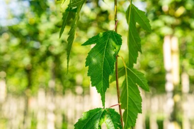 Acer tataricum subsp. ginnala Hochstamm 10/12