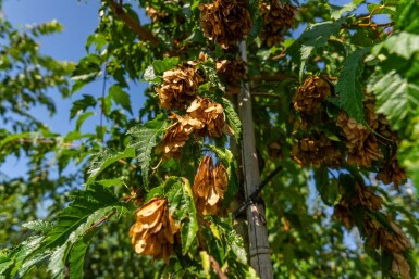 Acer tataricum subsp. ginnala Hochstamm 10/12
