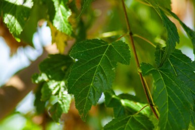 Acer tataricum subsp. ginnala Hochstamm 10/12
