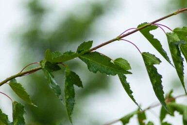 Acer tataricum subsp. ginnala Hochstamm 10/12