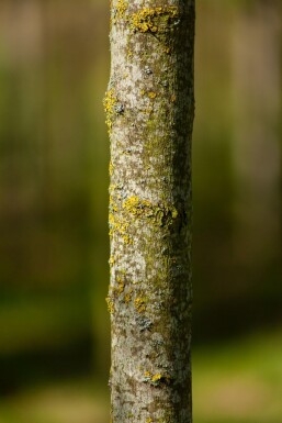 Acer tataricum subsp. ginnala Hochstamm 10/12
