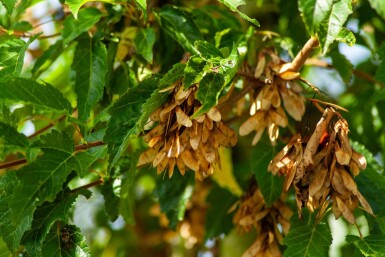 Acer tataricum subsp. ginnala Hochstamm 10/12