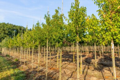 Acer tataricum subsp. ginnala Hochstamm 10/12
