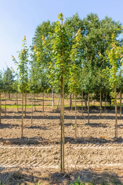 Acer x freemanii Hochstamm