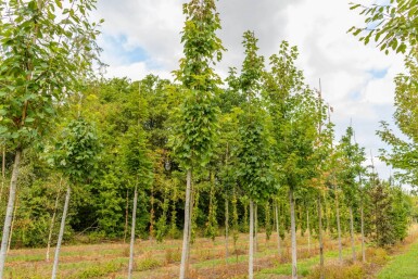 Acer x freemanii Hochstamm 10/12