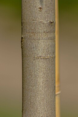 Acer x freemanii Hochstamm 10/12
