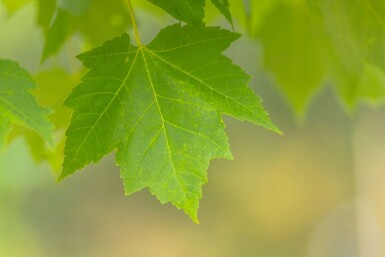 Acer x freemanii Hochstamm 10/12
