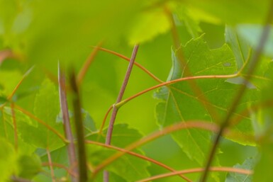 Acer x freemanii Hochstamm 10/12