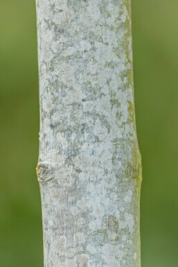 Acer x freemanii Hochstamm 10/12