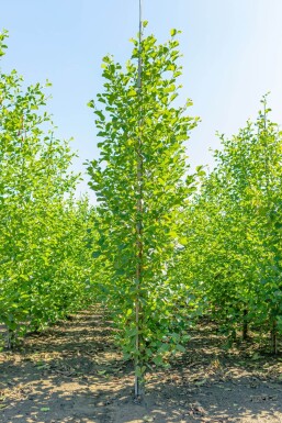 Alnus glutinosa Stammbusch 12/14