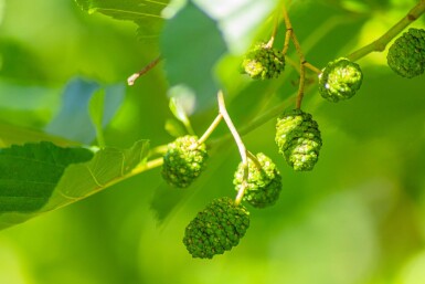 Alnus glutinosa Stammbusch 12/14