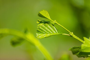 Alnus glutinosa Stammbusch 12/14